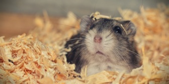 長期出張中に嫁から「ネズミ飼い始めた」って連絡来てたから「増えるから雄雌分けろよ」と言ってたんだけど、帰宅したら20匹にまで増えてて…