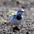 令和6(2024)年3月27日の鳥さん Vol.1　国分川で野鳥の観察･撮影 カワセミが結構登場!!ジョウビタキのメスも現る!!魚の坂上りを見た!!