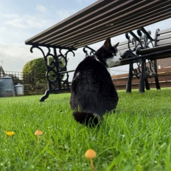 ◎日曜のにゃんこ561◎