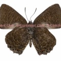 フィロタキララシジミ♂ (ボルネオ) Poritia philota philota
