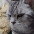 子猫と柴犬