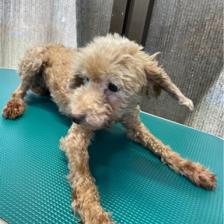 NPO法人ペット里親会