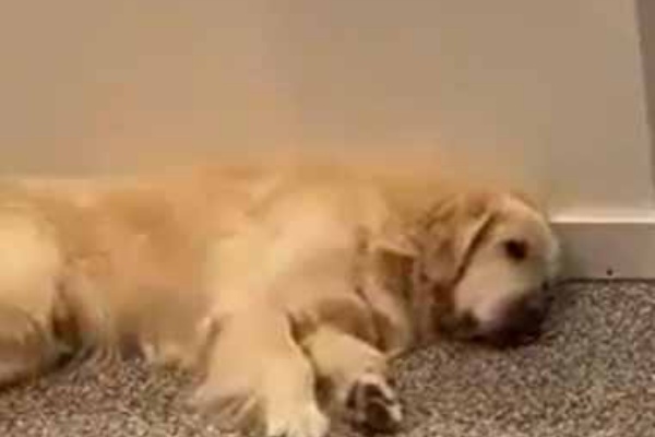 綺麗なゴールデンレトリバー 子供 死亡 かわいい子供たちの画像 綺麗なゴールデンレトリバー 子供 死亡 かわいい子供たちの画像