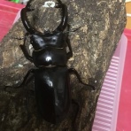 insectariumのblog