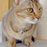 『【写真】 ねこ他』の画像