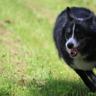 【犬との暮らし】見つめる目も表情がちがうよね！家族の心もこの花みたい♪