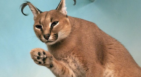 けものフレンズ Ss2chlog