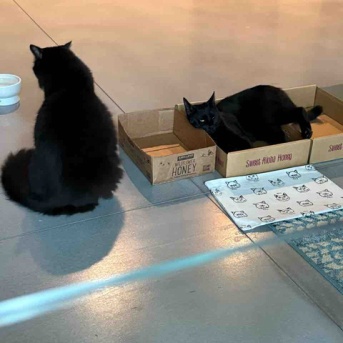 【ポチクロ猫日記】トライアル失敗の予感・深夜の大喧嘩【１２日目】