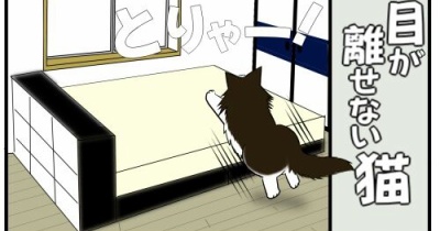 【老猫との暮らし】目が離せない猫