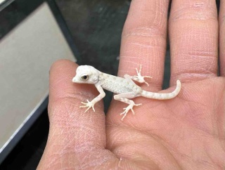 【年始セール開催中！】ちょこっとですが大宮店内ハッチ・中野店CH個体など販売紹介！