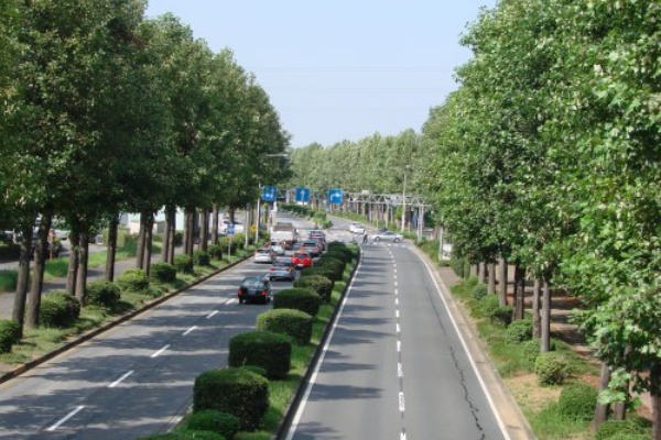 ブログで筑波道を探査する ユリノキ 街路樹