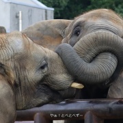 鼻はコミュニケーションツール♪