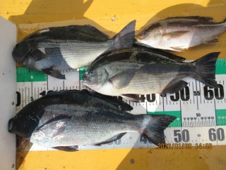 今日の釣果です！！