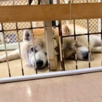 NPO法人 みなしご救援隊 犬猫譲渡センター 広島本部のブログ