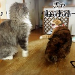 猫とお酒と日々のこと