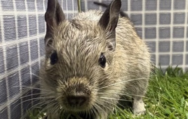 『新しい小動物の紹介です🐹』の画像