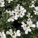 イベリス・センパビレンス・キャンディタフト