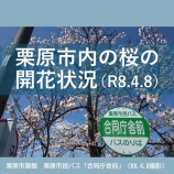 『栗原市内の桜の開花状況（R8.4.8時点）』の画像