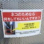 九州大学に貼られた「猫の餌やり注意」の張り紙がおもろすぎるｗｗｗｗｗ