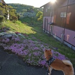 柴わんこと暮らす日々