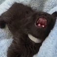 元気に会話していた子猫が…睡魔に負ける瞬間（動画）