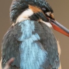 『投稿：BORG90FLによるドアップカワセミ　2020/01/26』の画像