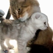 「テーブルに上がってもいい」とル－ルを変えた後の猫たち