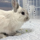 うさぎのルリ(12/21追記)