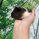 とっても可愛いモルちゃん