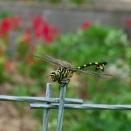 ウチワヤンマを植物園で撮影しました。