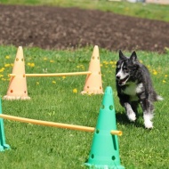 【犬のいる幸せ】明るい陽射しにたんぽぽに♪笑顔がいっぱい春爛漫♪♪