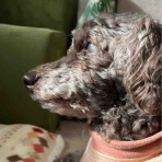 意志のあるサクラの強い目線