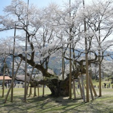 薄墨桜の写真