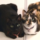 【カメラ目線】2026 親子ショット♪ No.2　～なっちゃん＆小夏 編＿黒猫な日常：クロネコ「黒龍」