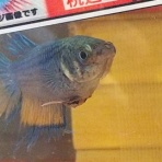 ワンラブ観賞魚部門の入荷情報ブログ！