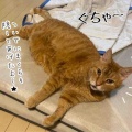 猫の余命宣告⑩いろんな誤算