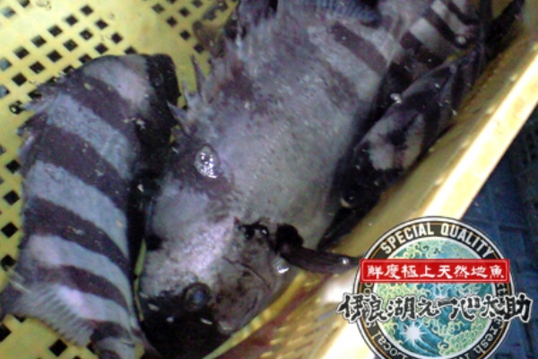 鮮度極上天然地魚 伊良湖之一心太助 石鯛 イシダイ 鮮度極上天然地魚 伊良湖之一心太助 石鯛 イシダイ