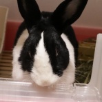 三毛うさぎ