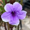 伊勢の花火白覆輪花開花　南坊園一宮市