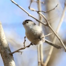 変顔エリー　只今パパ鳥活中