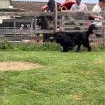 バーニーズのジョンとわんこの里親探し