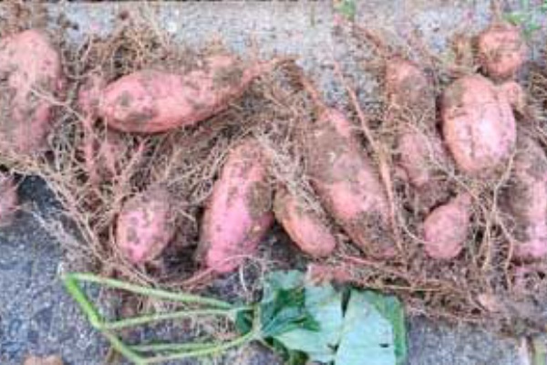 中国美術 葡萄煙製 東光藏 あいの日々徒然2