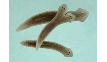 プラナリアとかいう驚異の再生能力をもつ生物をご覧くださいwwwwwww
