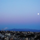 早朝の富士山と月／横浜イングリッシュガーデン　レンテンローズ（クリスマスローズ）