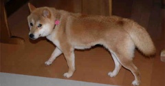 かぼちゃんがくれた季節の記憶