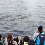 沖縄美ら海観光　写真blog