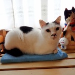 写真のクラ蔵 ライブドア