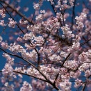 ウスズミザクラ　260331