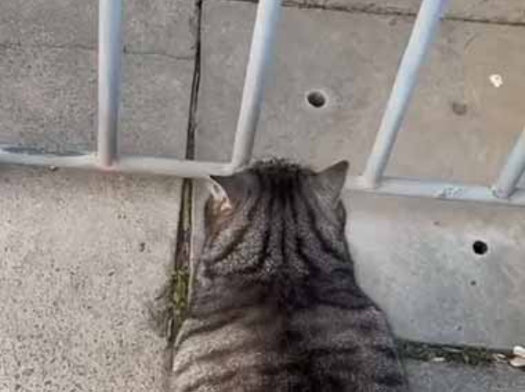 【おい！】 １匹のネコが柵の向こう側に行きたくて待っていた。私が扉を開けてあげる。さぁ通りな♪ → すると…