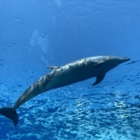 『水族館 vs 素潜り&ダイビング　vol.3283』の画像